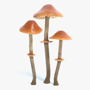 conocybe filaris mushroom 3D model