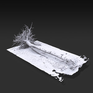 3D desert tree laying 04 model