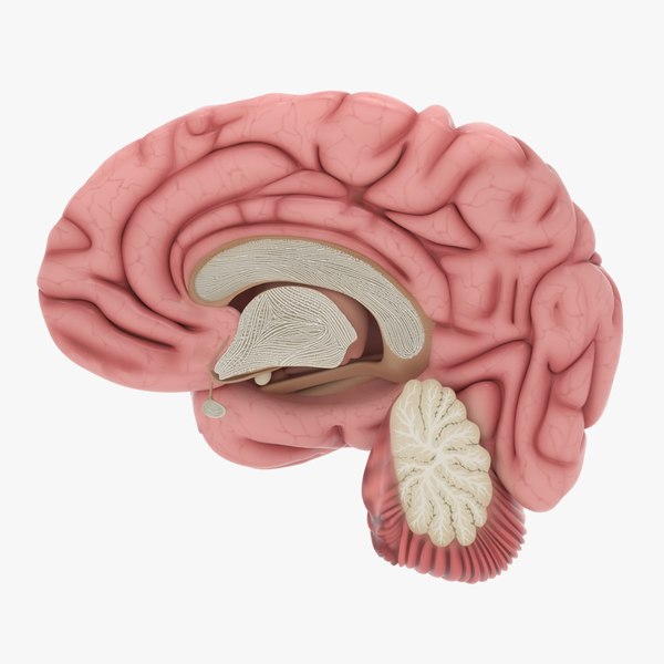 brainanatomy图片