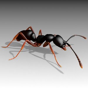asian needle ant animations model