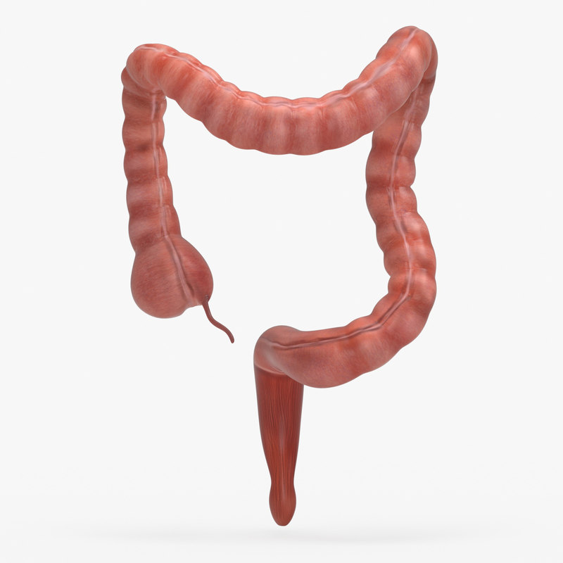 Human Large Intestine 3D Model - TurboSquid 1380731