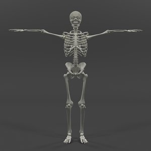 human skeleton 3D model