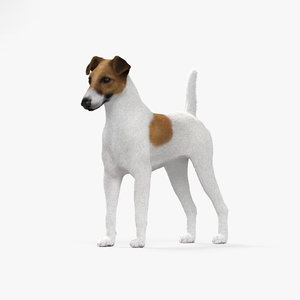 3D model fox terrier
