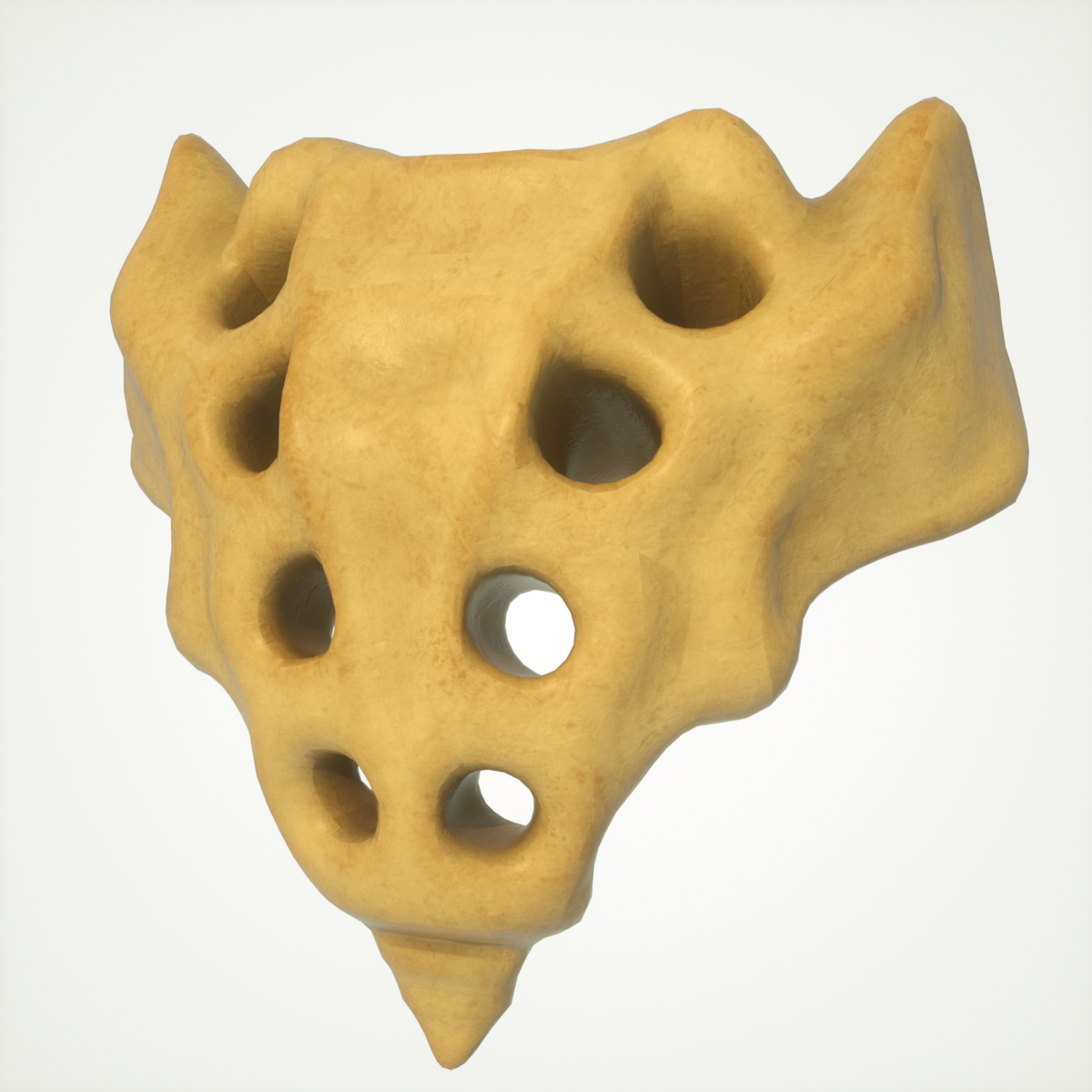 Human Sacrum Spine 3d Model Turbosquid 1381130 6891