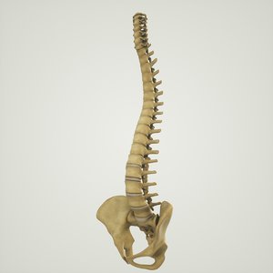 3D human spine pelvis sacrum model
