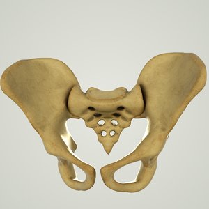 human pelvic bone spine 3D model
