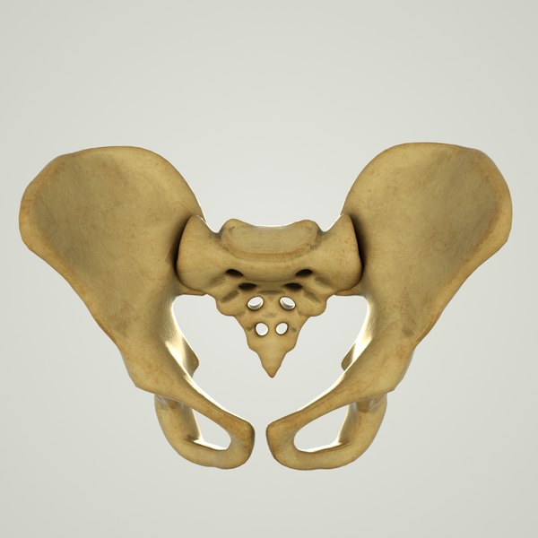 ヒト骨盤骨棘構造3dモデル Turbosquid