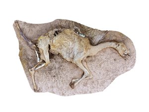 3D camel skeleton - real