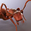 ant animations model