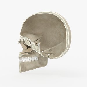 skull lateral anatomy 3D model