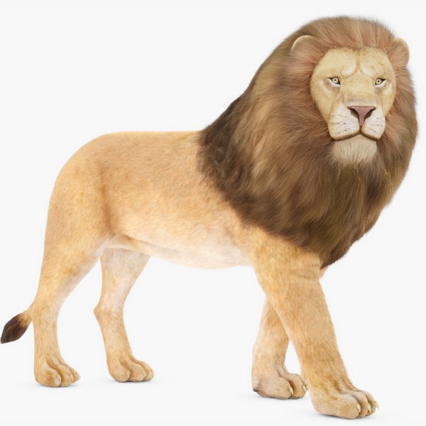 Rigged Lion 3d Model Turbosquid