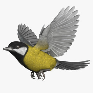 3D rigged great tit model