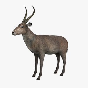 gazelle animal 3D model