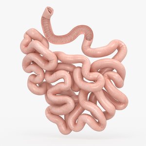 3D model small intestine anatomy