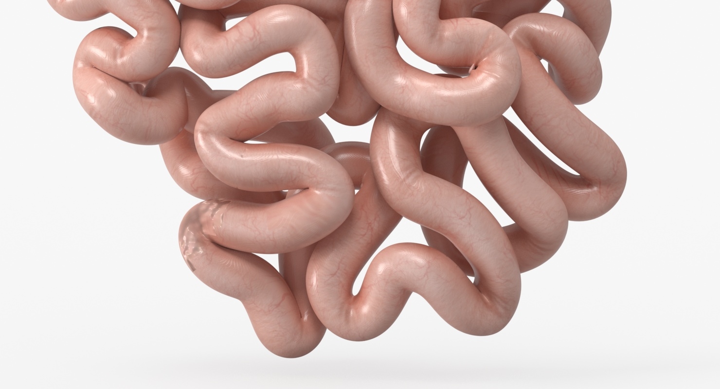 3D Model Small Intestine Anatomy - TurboSquid 1382154