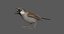 3D rigged house sparrow