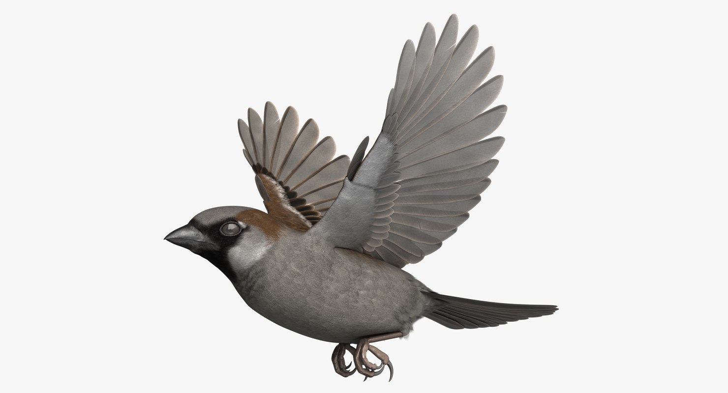 3d sparrow. 3d модель Sparrow. Ресурс воробья. Sparrow 3r 14581. 3 Д модель воробья для блендера.