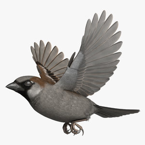3D rigged house sparrow