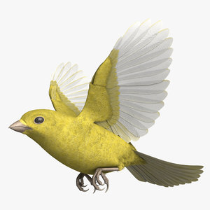 3D model rigged domestic canary