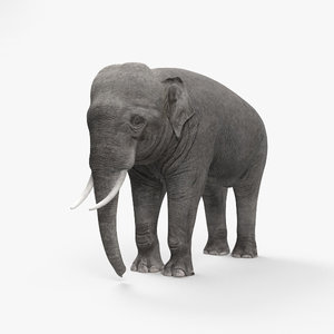 3D elephant asian asia