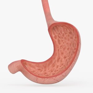 stomach anatomy model