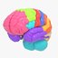 brain anatomical segments 3D model