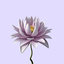 3D model blossom water lily