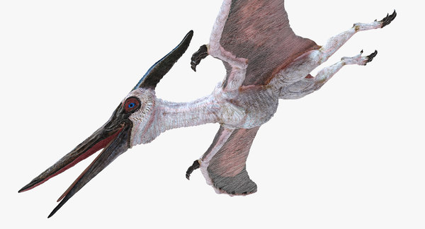 プテロサウルスプテラノドンホワイト3dモデル Turbosquid 130 プテロサウルスプテラノドンホワイト3dモデル Turbosquid 130