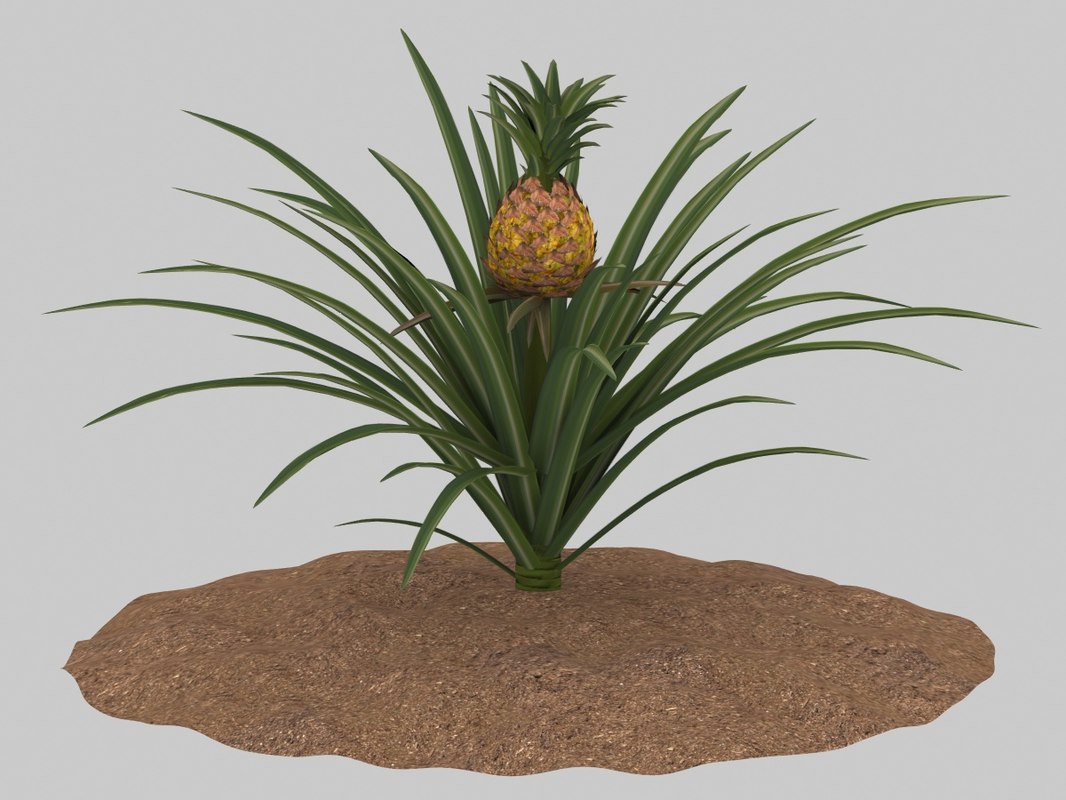 3D pineapple growing model TurboSquid 1382811