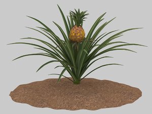 3D pineapple growing model
