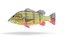 fish bluegill sunfish 3D model