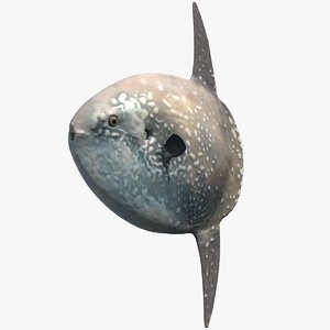 hoodwinker sunfish 3D