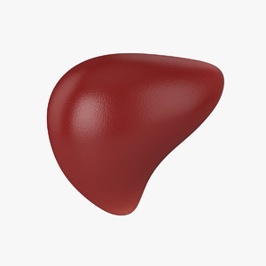 liver 3D model