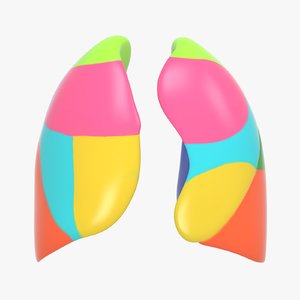 lungs anatomical segments 3D model