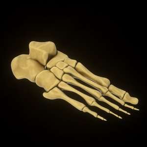 human foot bones 3D model