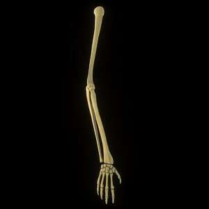 complete hand skeletal model