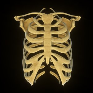 3D rib scapular skeleton model