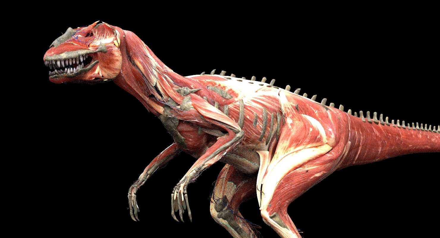 异特龙解剖3d3d模型