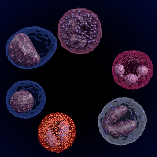 white blood cells lymphocyte 3d