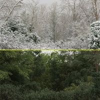 100 trees 3d max