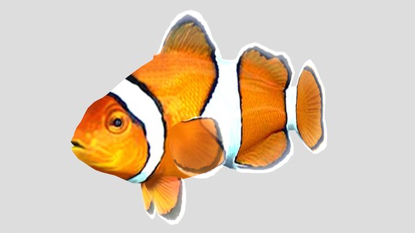 カクレクマノミ熱帯魚3dモデル Turbosquid