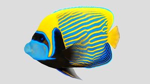 3D emperor angel fish