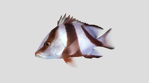 emperor red snapper fish 3D