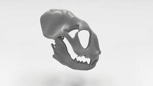 cat skull 3D model