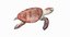 loggerhead sea turtle model