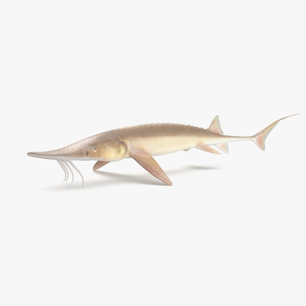 shovelnose sturgeon 3d