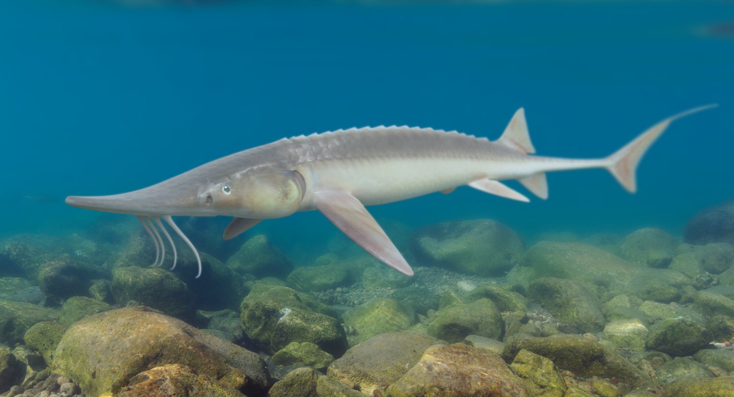 Shovelnose sturgeon 3D - TurboSquid 1384444