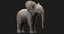 3D model rigged elephant baby