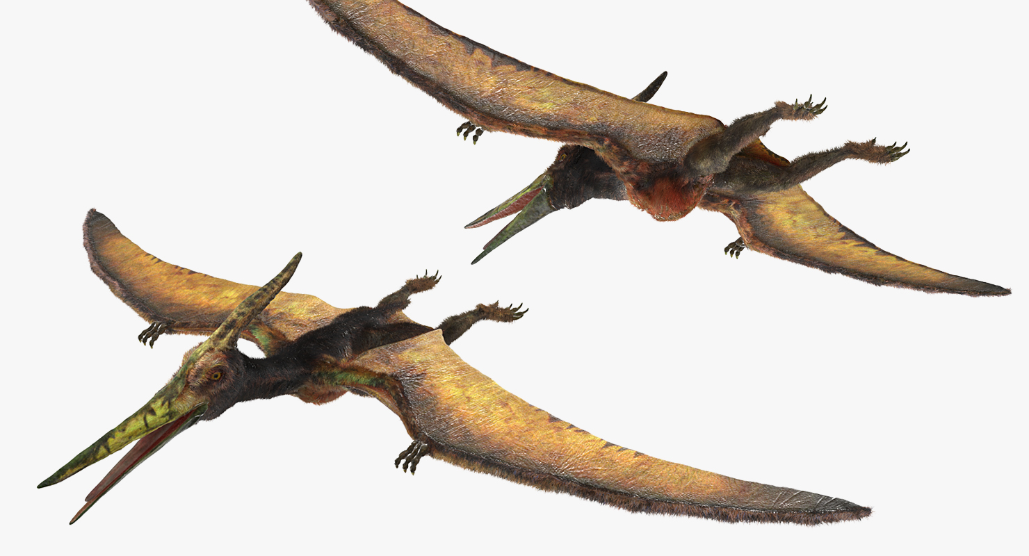 3D pteranodon flying carnivorous reptile - TurboSquid 1384559