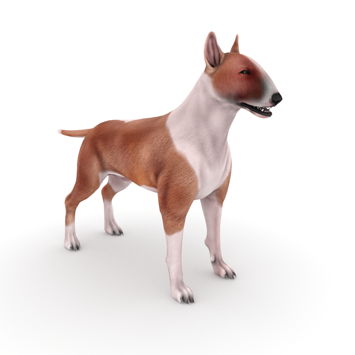 45+ Perro Bull Terrier